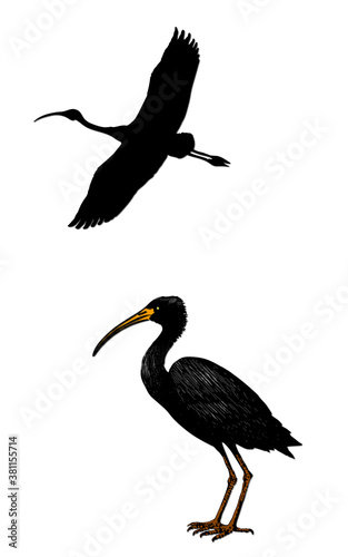 Ibis falcinelle.