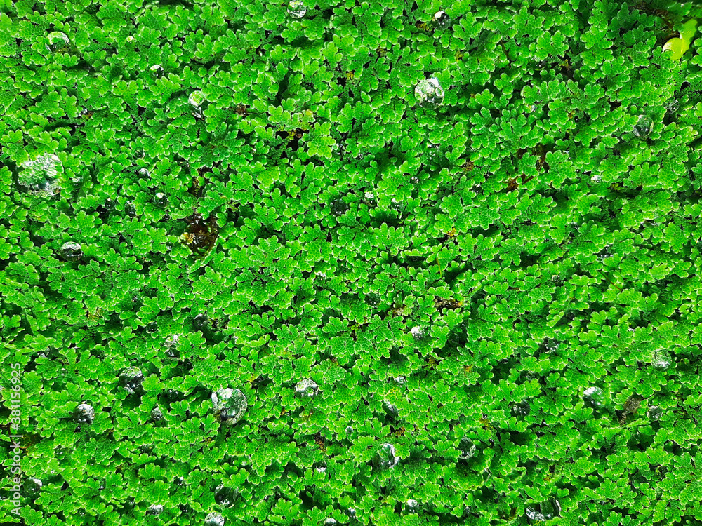 top view texture of water plant in a pond for a background top view texture of water plant in a pond for a background