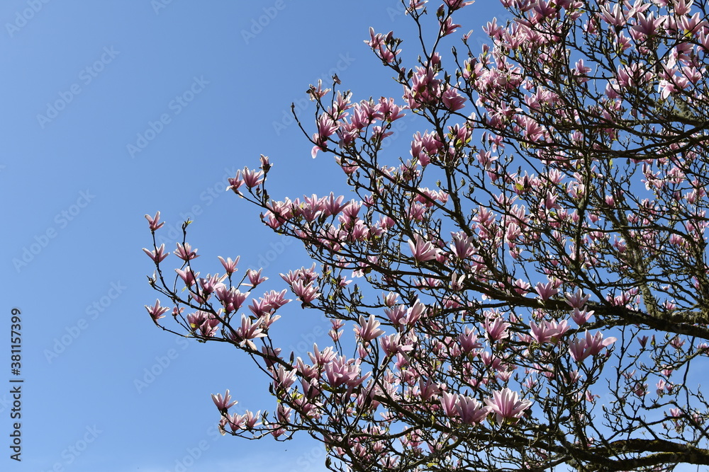 Pink blossom tree with clear blue sky background Pink blossom tree with clear blue sky background