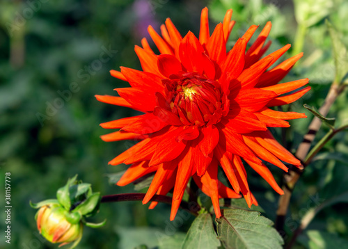 View of dahlia Cactus 