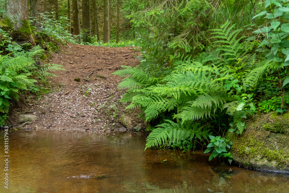 Obraz premium nature reserve in the Bavarian Forest