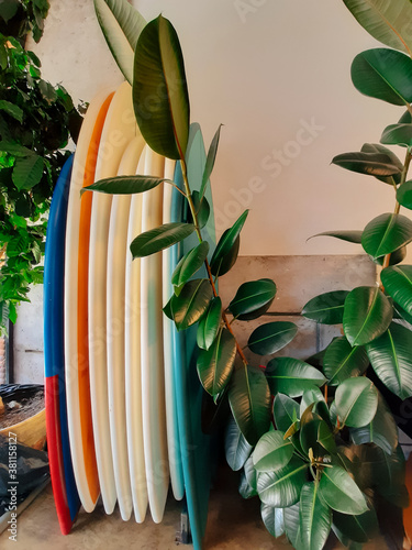surf boards and ficus, retro summer vertical wallpaper photo