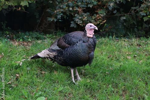 Turkey, farm animal in the countryside in the grass