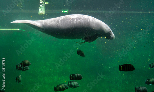 Big adult manatee swimming inside aquarium