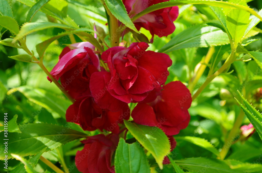 Garden Balsam, Impatiens Balsamina Linn flower in garden Garden Balsam, Impatiens Balsamina Linn flower in garden