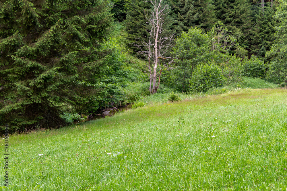 Obraz premium nature reserve in the Bavarian Forest