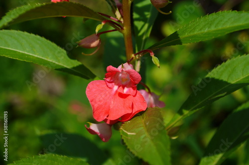 Garden Balsam, Impatiens Balsamina Linn flower in garden