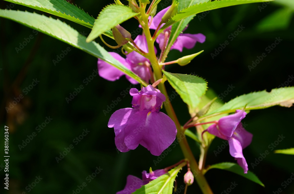 Garden Balsam, Impatiens Balsamina Linn flower in garden Garden Balsam, Impatiens Balsamina Linn flower in garden