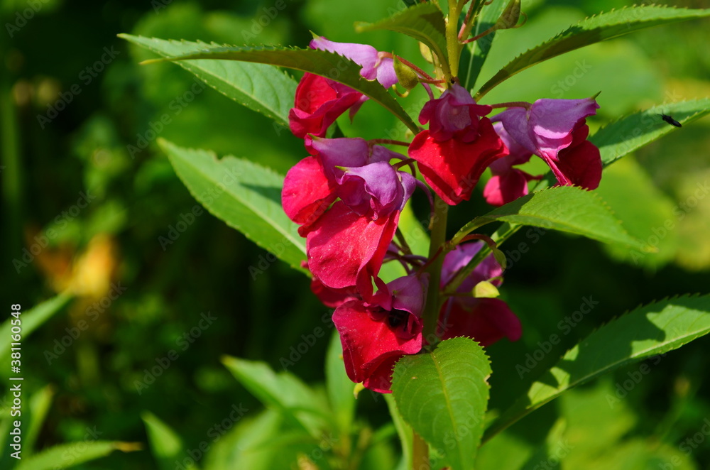 Garden Balsam, Impatiens Balsamina Linn flower in garden Garden Balsam, Impatiens Balsamina Linn flower in garden