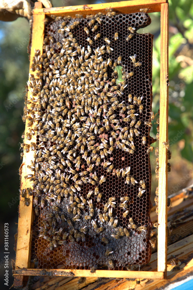 honey harvest from beehives, bees in honeycombs. organic honey, from pine and other flowers honey harvest from beehives, bees in honeycombs. organic honey, from pine and other flowers