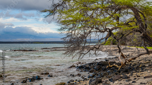 Amazing tree on the seashore. Hawaii island © khomlyak