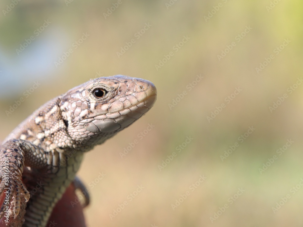 Lizard in close-up, reptiles, cute animal in macro, copy space , funny animals Lizard in close-up, reptiles, cute animal in macro, copy space , funny animals
