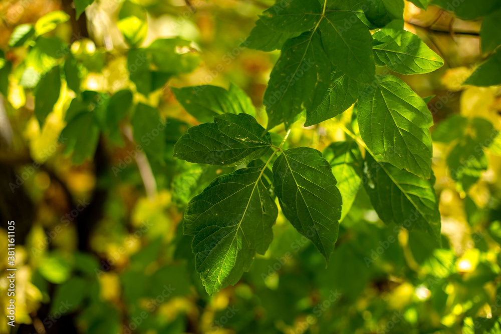 Obraz premium yellow and green leaves in autumn outside