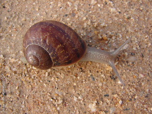 European Brown Snail (Cornu aspersum)