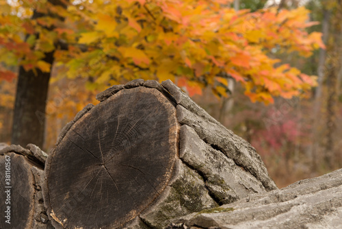 Large piece of wood in foreground with orange foliage blurred in background.