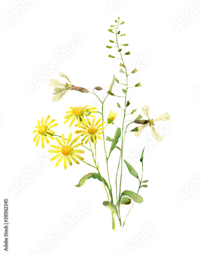 Watercolor flowers and yellow chamomile on a white background