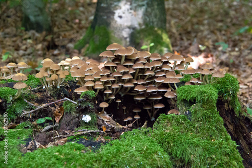 Closeup of Cyclocybe aegerita mushrooms in a forest surrounded by greenery photo