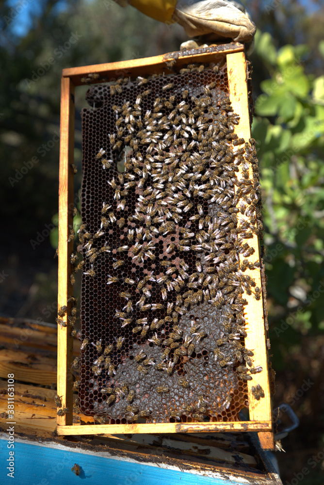 honey harvest from beehives, bees in honeycombs. organic honey, from pine and other flowers honey harvest from beehives, bees in honeycombs. organic honey, from pine and other flowers
