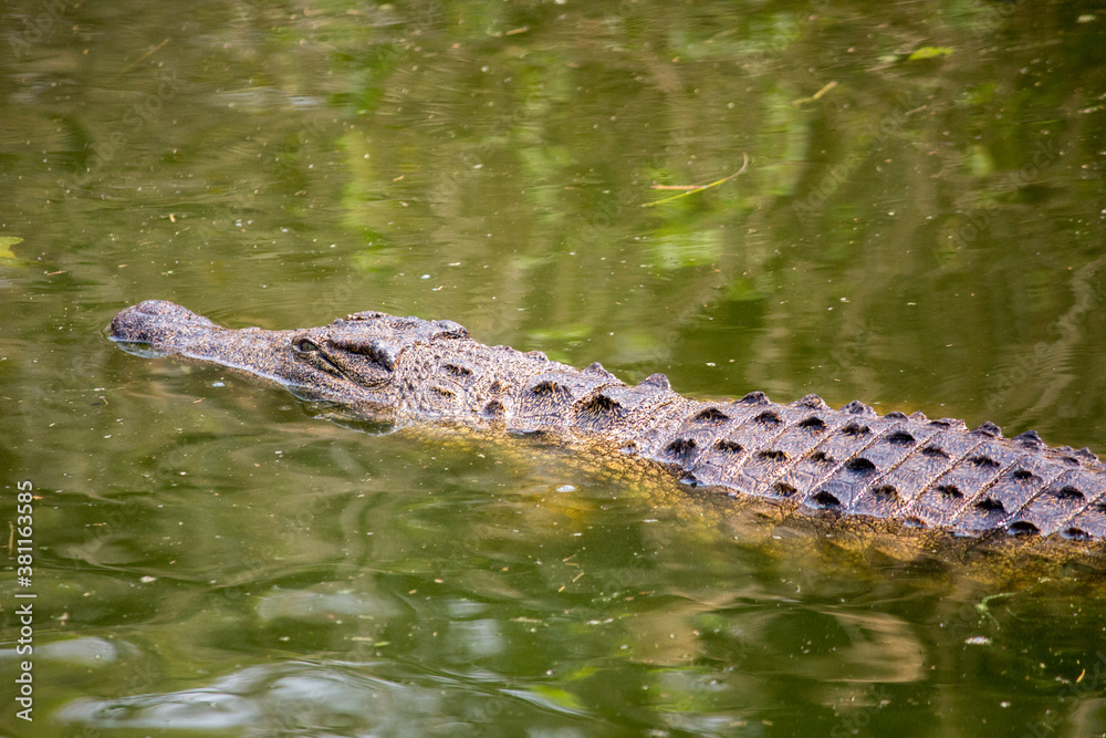 Four Nile crocodiles (Crocodylus niloticus) in the bank and swimming in the green Messica river stream in Manica, Mozambique near Zimbabwe border Four Nile crocodiles (Crocodylus niloticus) in the bank and swimming in the green Messica river stream in Manica, Mozambique near Zimbabwe border