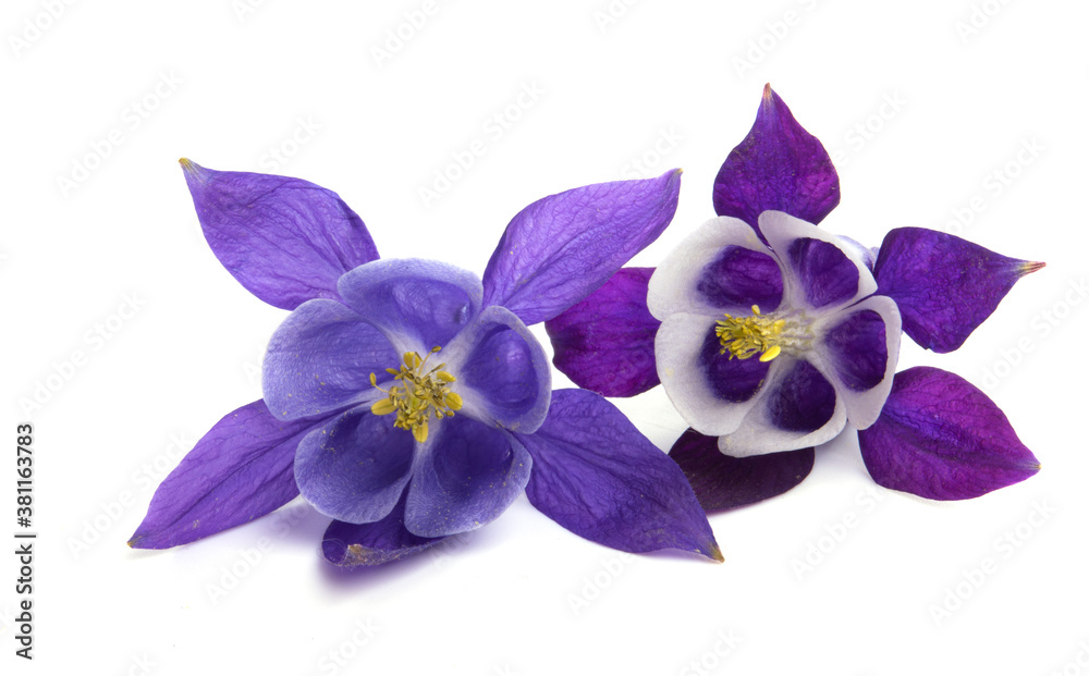 Aquilegia isolated Aquilegia isolated
