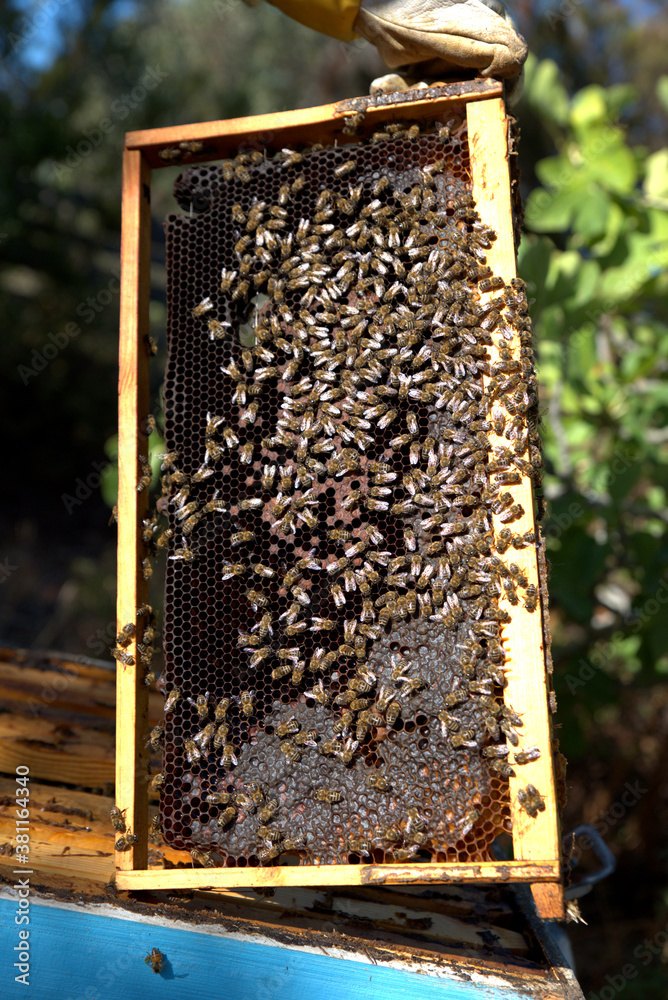 honey harvest from beehives, bees in honeycombs. organic honey, from pine and other flowers honey harvest from beehives, bees in honeycombs. organic honey, from pine and other flowers
