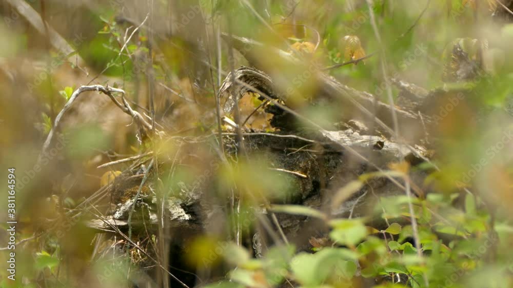 Lovely quick wild warbler bird thriving on healty pure forest floor detritus