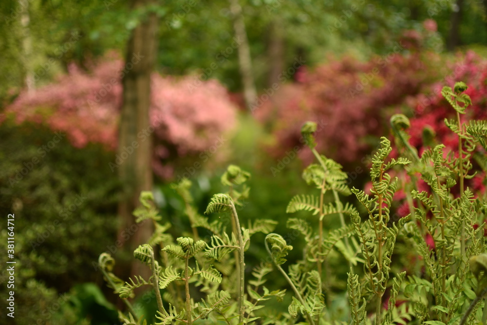Fern Fern