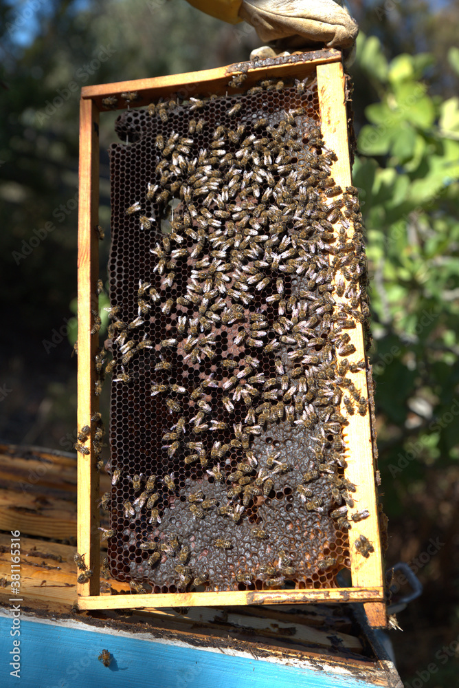 honey harvest from beehives, bees in honeycombs. organic honey, from pine and other flowers honey harvest from beehives, bees in honeycombs. organic honey, from pine and other flowers