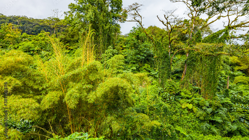 Green tropical forest. Amazing trees. Hawaii island Green tropical forest. Amazing trees. Hawaii island