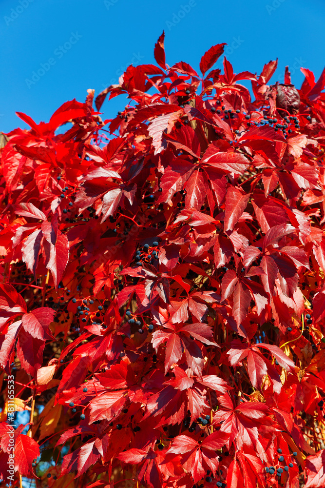 Red bright autumn leaves against the blue sky