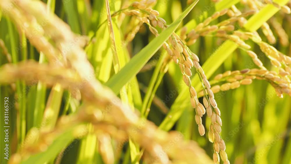 Waving Ears of Rice Plants in A Field in Evening at Sunset in Autumn or Fall Agriculture or Cultivate and Harvest Image