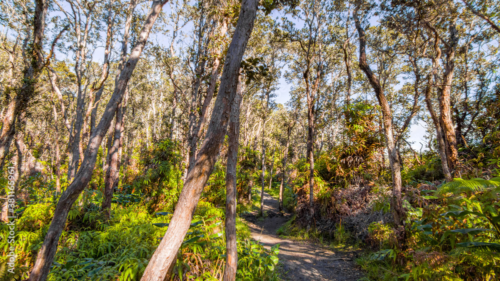 Green tropical forest. Amazing trees. Hawaii island Green tropical forest. Amazing trees. Hawaii island