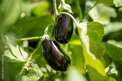 
eggplant on a branch in an industrial greenhouse