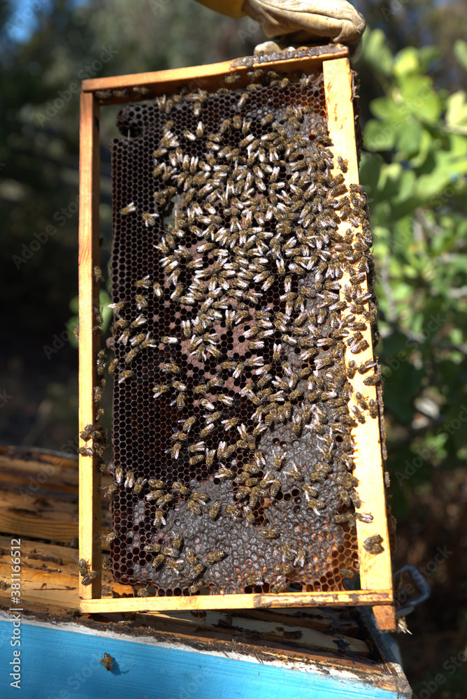 honey harvest from beehives, bees in honeycombs. organic honey, from pine and other flowers honey harvest from beehives, bees in honeycombs. organic honey, from pine and other flowers
