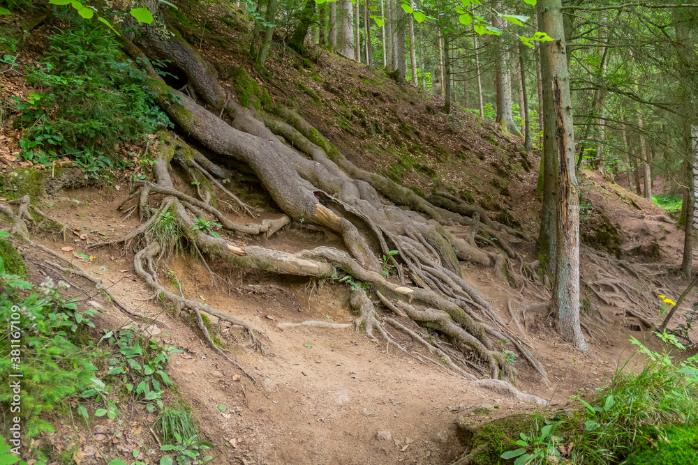 nature reserve in the Bavarian Forest nature reserve in the Bavarian Forest