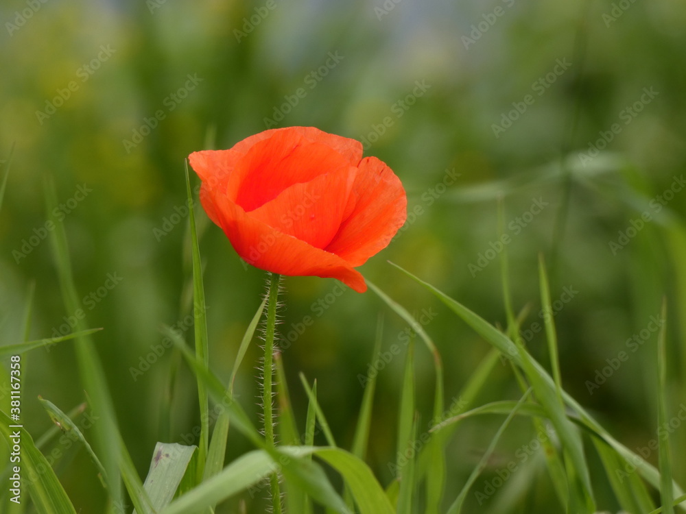 Field poppy (Papaver rhoeas) - red poppy flower between blades of grass Field poppy (Papaver rhoeas) - red poppy flower between blades of grass