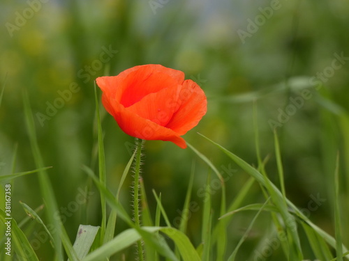 Field poppy (Papaver rhoeas) - red poppy flower between blades of grass