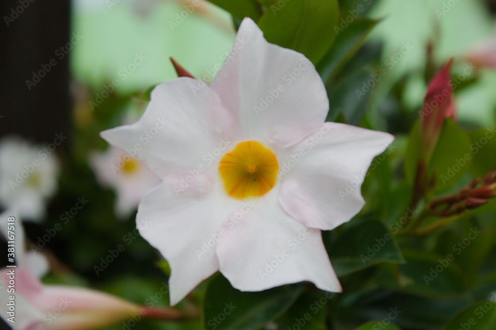 White flower with yellow center and green background White flower with yellow center and green background