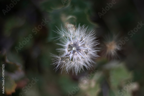 MACRO PHOTOGRAPH OF FLOWER PLANT CALLED DANDELION  ON BLENDED BACKGROUND IN GREEN COLORS