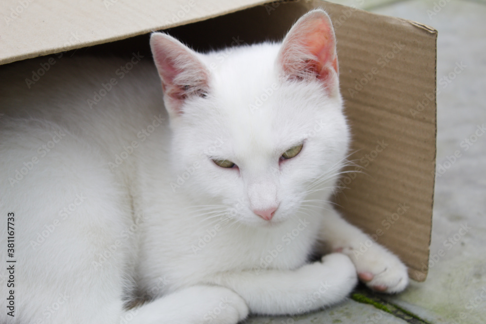 White cat in a cardboard box