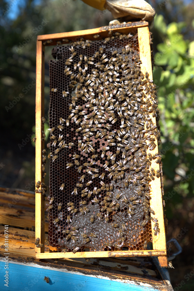 honey harvest from beehives, bees in honeycombs. organic honey, from pine and other flowers honey harvest from beehives, bees in honeycombs. organic honey, from pine and other flowers