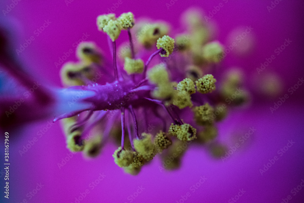 Hibiscus Hibiscus
