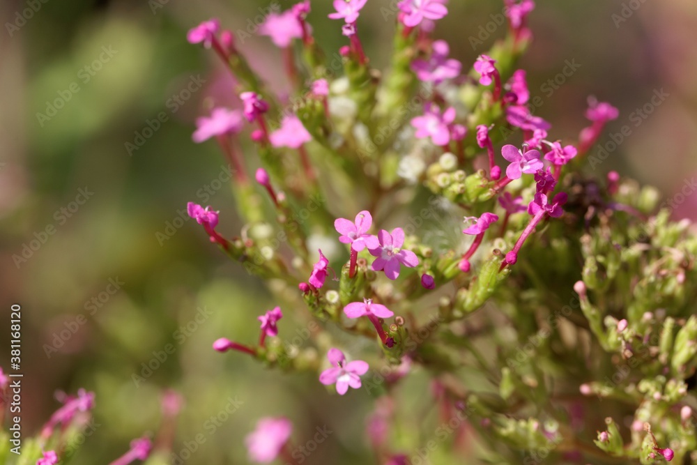 Flower of a long-spurred valerian, Centranthus macrosiphon Flower of a long-spurred valerian, Centranthus macrosiphon