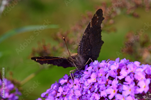 European peacock on lilac - Tagpfauenauge (Aglais io) auf einem Flieder photo