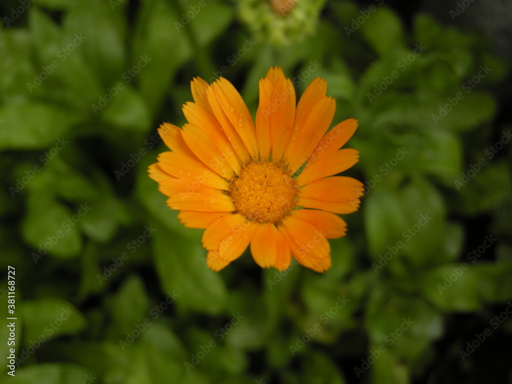 orange flower in the garden orange flower in the garden