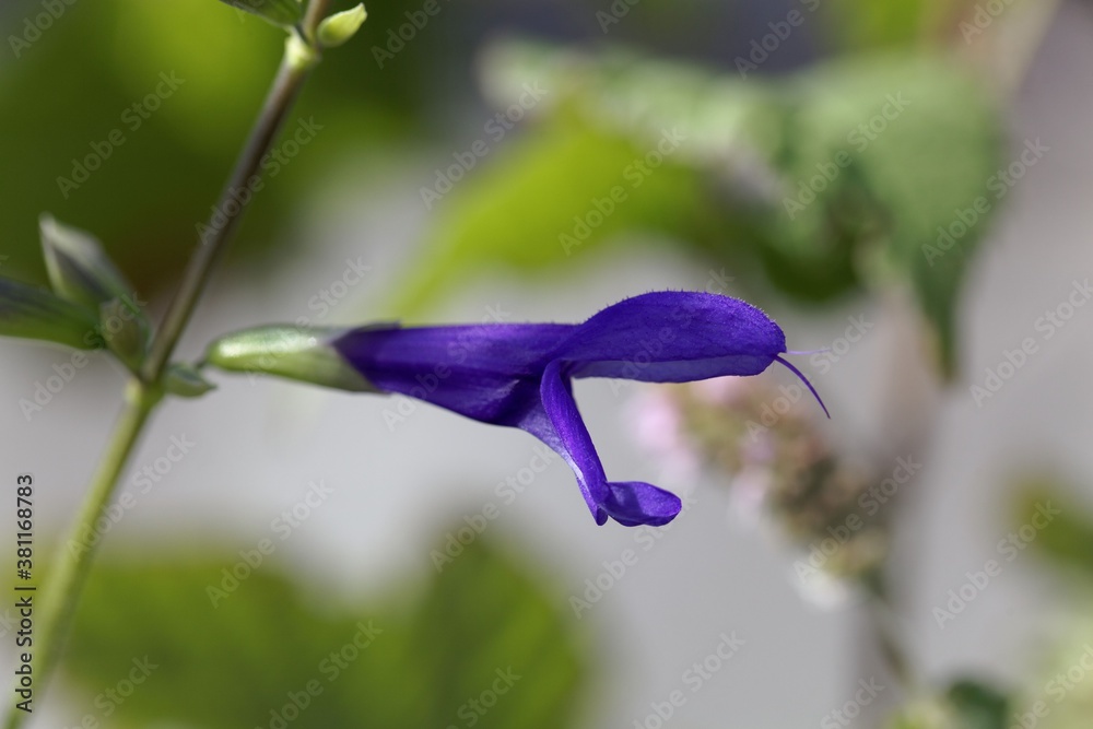 Flower of the sage Salvia janthina, Flower of the sage Salvia janthina,