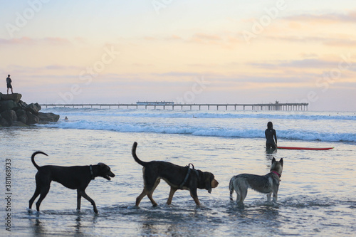 Three dogs and a surfer