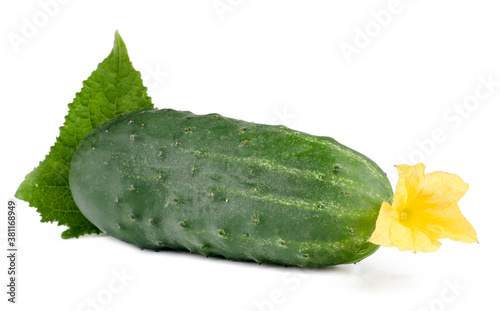 Fresh   ucumber with green leave isolated on white.