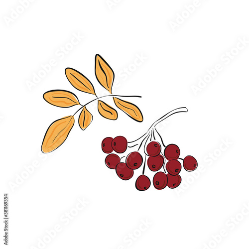 Autumn hand drawn rowan branch with ripe berries and leaves isolated on white background. Rowan. Vector illustration.