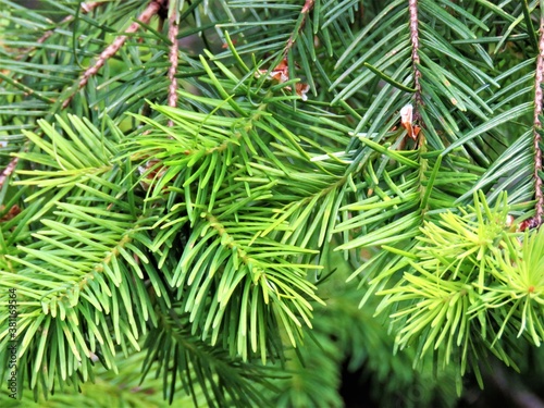 green fir needles
